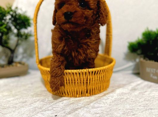 Zeki Akilli Toy Poodle Cocuklarim