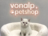 VONALP PET GARANTISIYLE EFSANE GÜZELLİKTE BRİTİSH SHORTHAİR