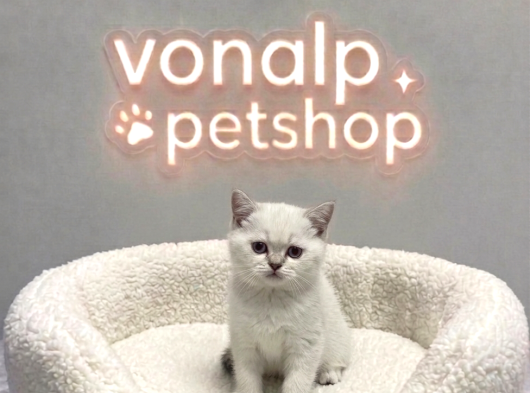 Vonalp Pet Garantisiyle Efsane Güzelli̇kte Bri̇ti̇sh Shorthai̇r