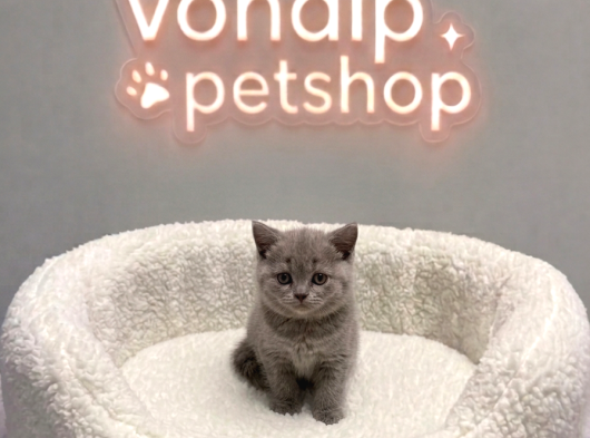Vonalp Pet Garantisiyle Efsane Güzelli̇kte Bri̇ti̇sh Shorthai̇r görsel