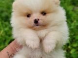 Pomernian boo