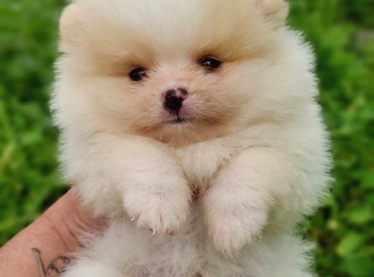 Pomernian Boo