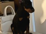 Eğitim Merkezinden Doberman Yavruları