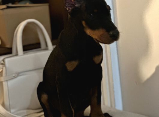 Eğitim Merkezinden Doberman Yavruları görsel