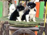 Border Collie Yavrularımız