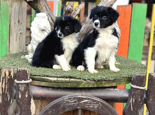 Border Collie Yavrularımız görsel