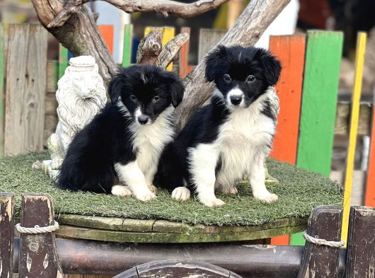 Border Collie Yavrularımız görsel