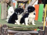 Border Collie Yavrularımız