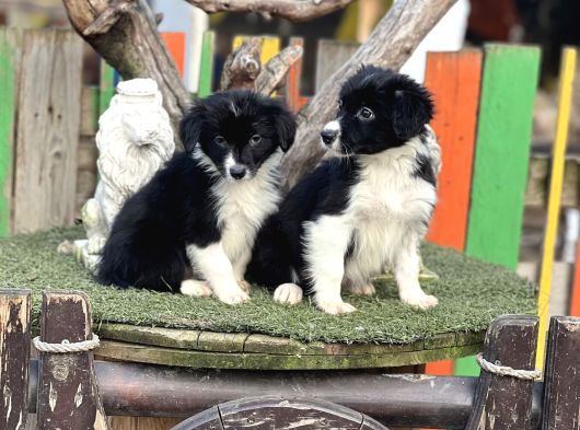 Border Collie Yavrularımız görsel