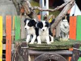 Border Collie Yavrularımız