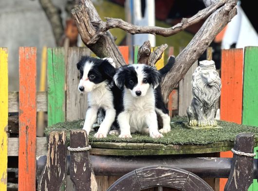Border Collie Yavrularımız görsel