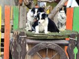 Border Collie Yavrularımız