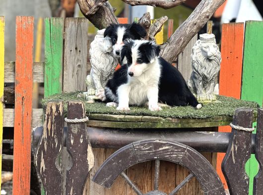 Border Collie Yavrularımız görsel