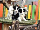 Border Collie Yavrularımız