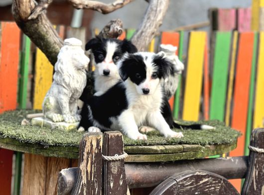 Border Collie Yavrularımız görsel