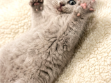 British Shorthair 2 Ay