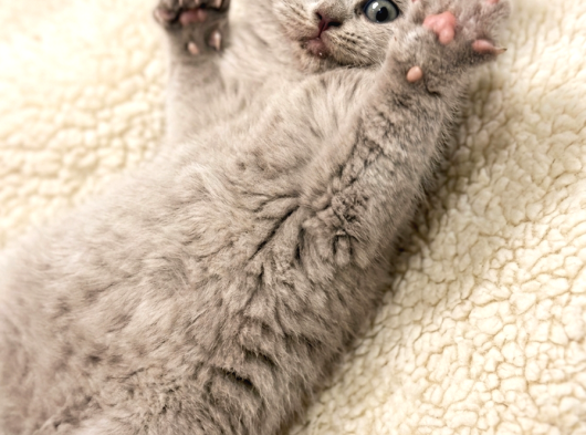 British Shorthair 2 Ay görsel