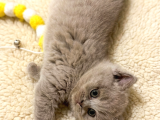 British Shorthair 2 Ay