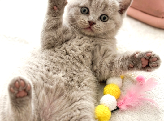 British Shorthair 2 Ay