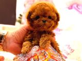 Dunyalar Guzeli Toy Poodle Bebeklerimiz
