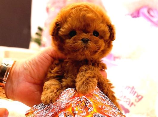 Dunyalar Guzeli Toy Poodle Bebeklerimiz görsel