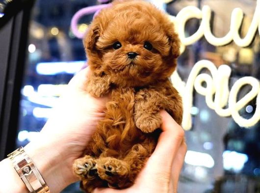Dunyalar Guzeli Toy Poodle Bebeklerimiz