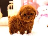 Dunyalar Guzeli Toy Poodle Bebeklerimiz