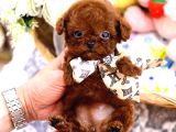 Safkan Toy Poodle Bebeklerimiz