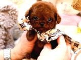 Safkan Toy Poodle Bebeklerimiz