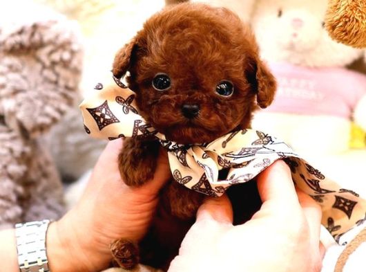 Safkan Toy Poodle Bebeklerimiz
