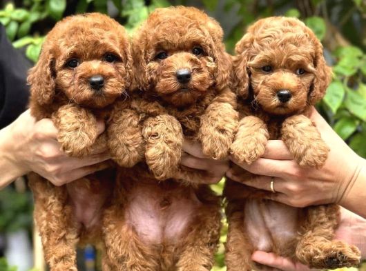 Orji̇nal Toy Poodle Yavrularimiz