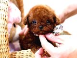 Safkan Toy Poodle Bebeklerimiz