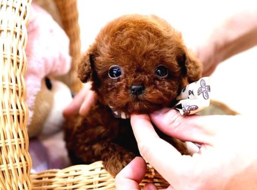 Safkan Toy Poodle Bebeklerimiz görsel