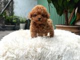 Korean Toy Poodle Yavrularim
