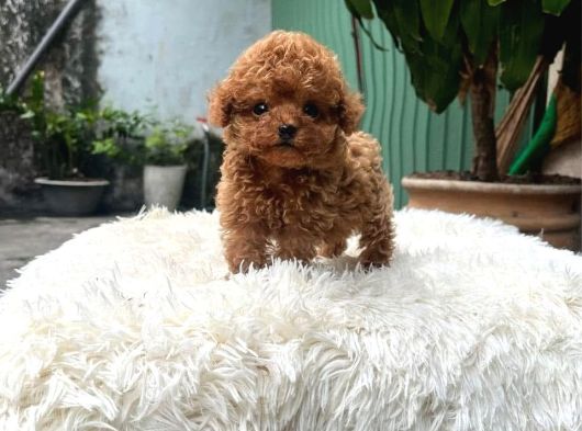 Korean Toy Poodle Yavrularim görsel