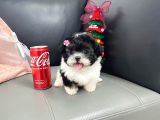 Morkie Bebeklerimiz