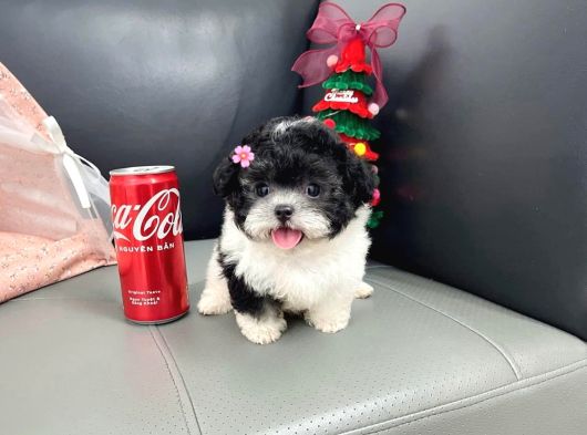 Morkie Bebeklerimiz görsel