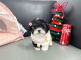 Morkie bebeklerimiz