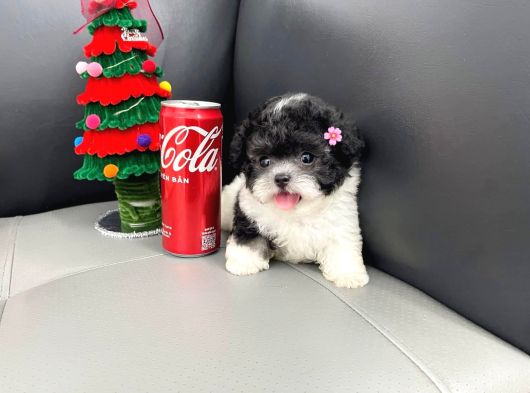 Morkie Bebeklerimiz görsel