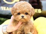 KORE POODLE BEBEKLERİM
