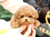 Kore Poodle Bebekleri̇m