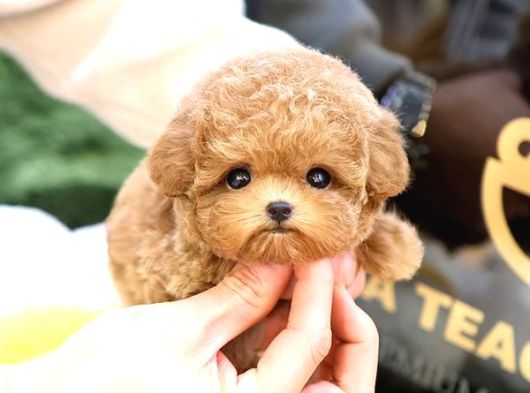 Kore Poodle Bebekleri̇m görsel