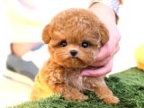 Kore Poodle Bebekleri̇m