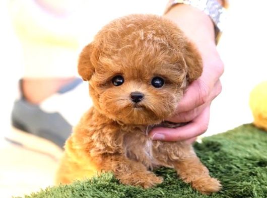 Kore Poodle Bebekleri̇m görsel