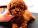 Orjinal Toy poodle Yavruları