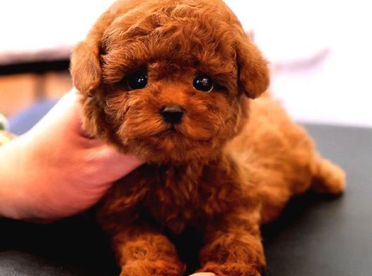 Orjinal Toy Poodle Yavruları