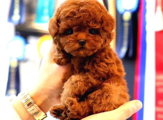 Orjinal Toy Poodle Yavruları görsel