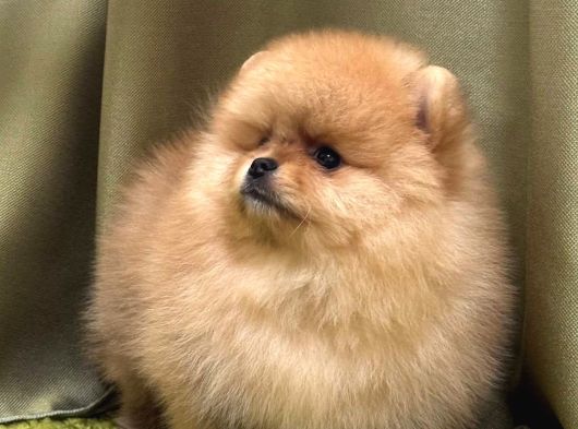 Teddy Bear Pom Boo Yavruları görsel