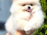 Teddy Bear Pom Boo Yavruları