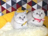 Maviş Lynxpoınt Scotısh Yavrularımız